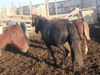 Yegua, Caballos — foto 3