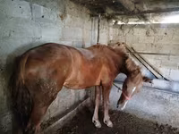 Mare, Swedish warmblood horse — photo 1
