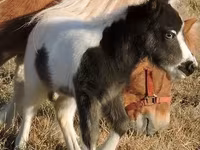 فرس, Miniature horse — الصورة 5