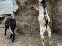 تيس, Alpine goat — الصورة 4
