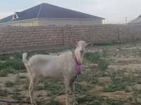 Ziege, Saanen goat — Foto 3