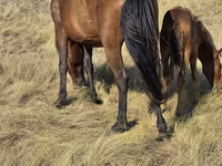 Yegua, Kazakh horse — foto 5