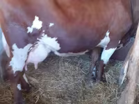 Cow, Swiss cattle — photo 2