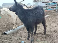 Ziege, Saanen goat — Foto 6