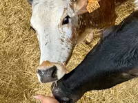 Toro, Cebú — foto 2