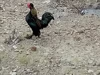 Японский миниатюрный — фото 3