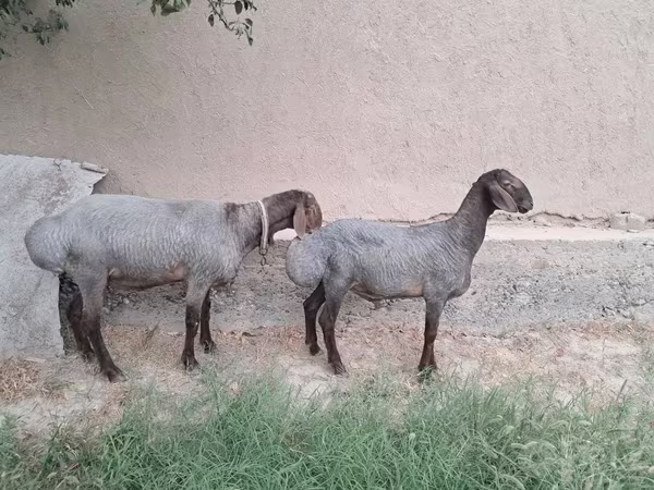 Ram, Sheep
