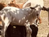 تيس, Alpine goat — الصورة 5