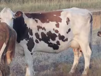 Cow, Simmental cattle — photo 3