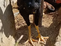 Chickens — फ़ोटो 2