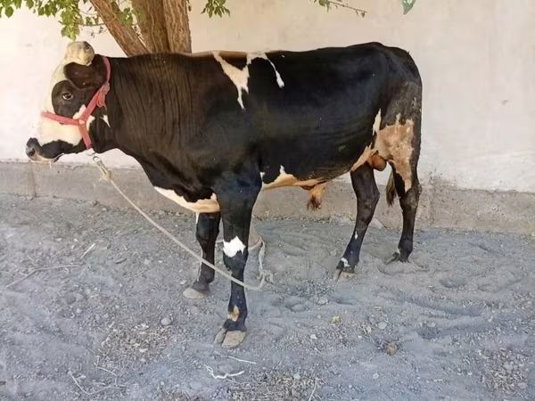 Bulle, Russian Black pied cattle