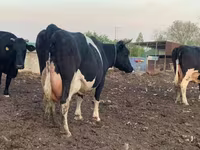 Kuh, Russian Black pied cattle — Foto 7