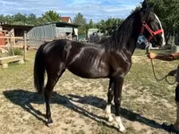 فرس, Dutch warmblood horse — الصورة 2