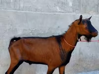 Cabro, Alpine goat — foto 2