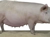 خنزيرة, Крупная белая — الصورة 3
