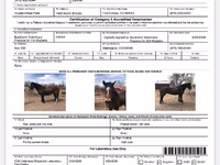 公马, Mustang — 照片 4