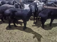 Ram, Hissar sheep — photo 1