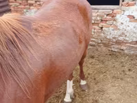 Caballo, Horse breed — foto 1