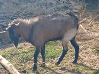 Goat, Goats — photo 3