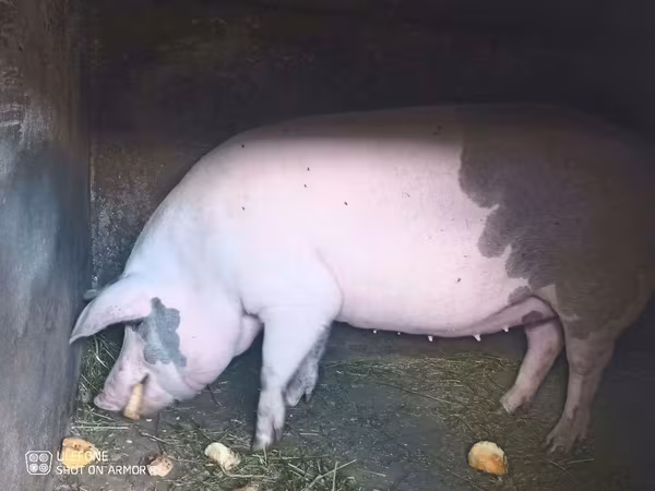 Säue, Schweine