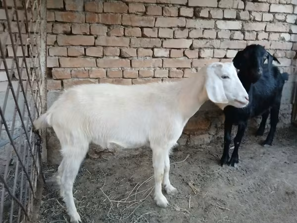 عنزة, الماعز