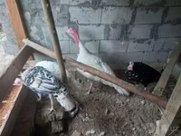 Turkeys — फ़ोटो 1