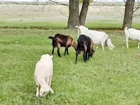 Goat, Saanen goat — photo 7