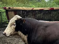 Toro, Cabeza Blanca Ucraniana — foto 4