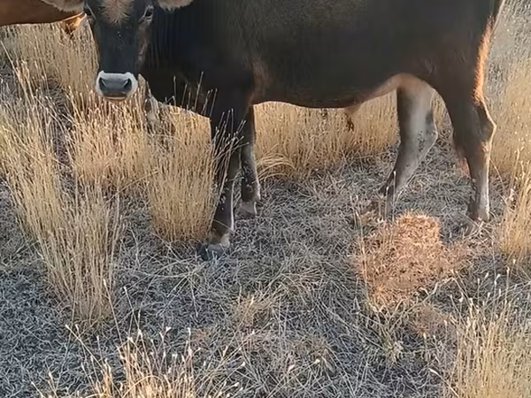 公牛, Cattle
