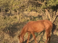 घोड़ा, Tiger horse — फ़ोटो 7