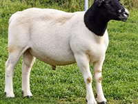 Widder, Beltex sheep — Foto 1