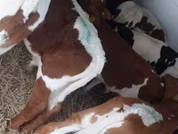 牛只（批次，未指定性别）, Simmental cattle — 照片 2
