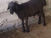 母羊, Sheep — 照片 1