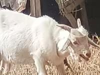 Ziege, Ziegen — Foto 2