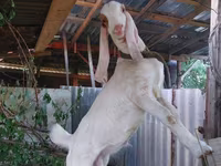 تيس, Kamori goats — الصورة 1