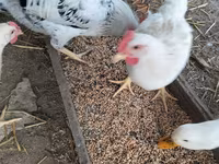 Chickens — photo 1