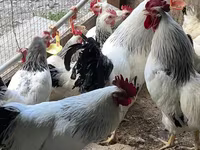 أدلر سيلفر — الصورة 1