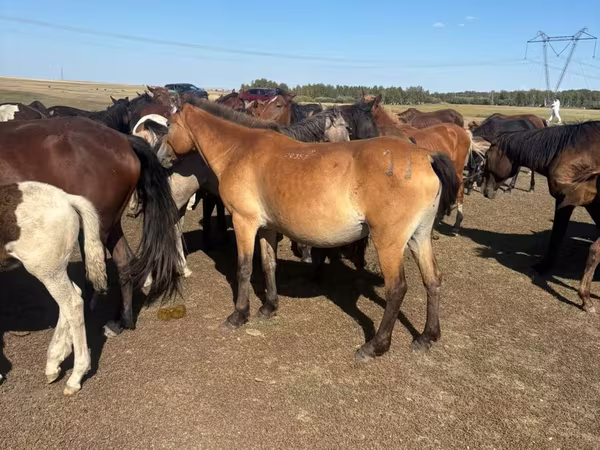 Stute, Horse breed