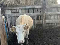 بقرة, Simmental cattle — الصورة 5