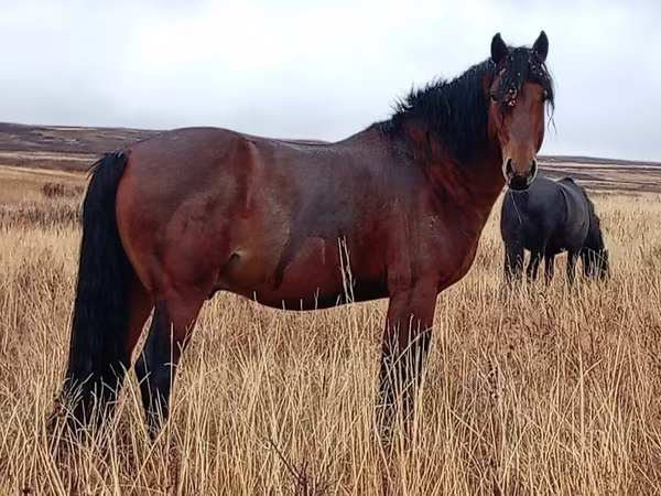 فرس, Kazakh horse