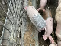 خنزير ذكر, Ландрас — الصورة 1