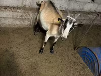 عنزة, Saanen goat — الصورة 8