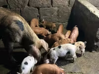 Boar, Pigs — photo 5