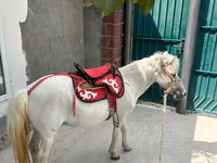 घोड़ा, North Swedish horse — फ़ोटो 4