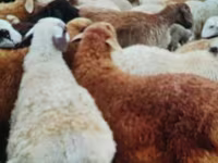 Ram, Sheep — photo 2