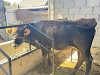 Bull, Brown Latvian — photo 2