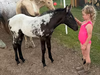 Mare, Appaloosa — photo 6