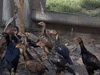 Chickens — الصورة 1