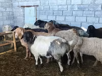 母羊, Beulah Speckled face sheep — 照片 4