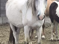 فرس, Mugalzhar horse — الصورة 7